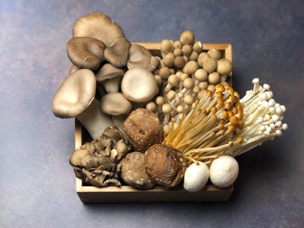 istock Many kinds of mushrooms Assorted 1314738544