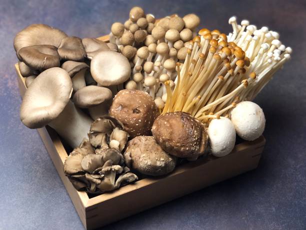 istock Many kinds of mushrooms Assorted 1314738556
