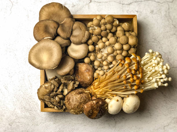 istock Many kinds of mushrooms Assorted 1314738573