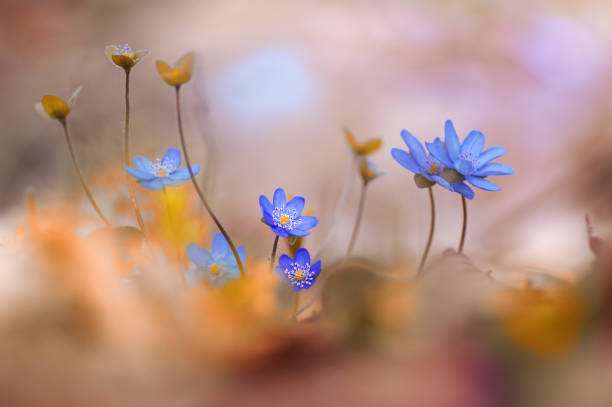 istock Hepatica nobilis Mill 1314738622