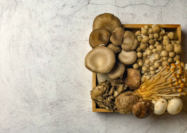 istock Many kinds of mushrooms Assorted 1314738629