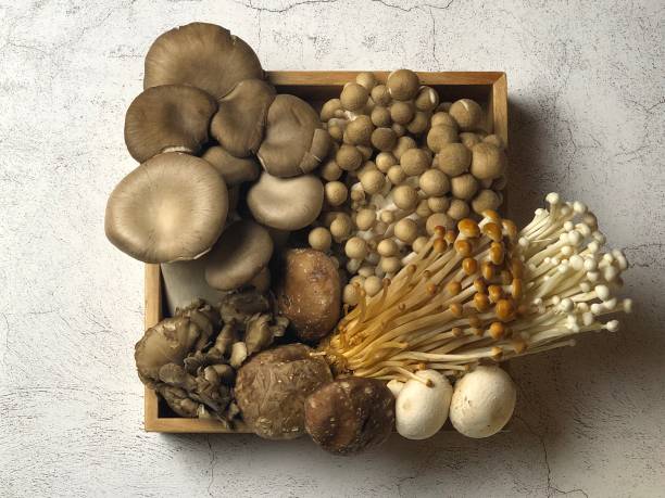 istock Many kinds of mushrooms Assorted 1314738666