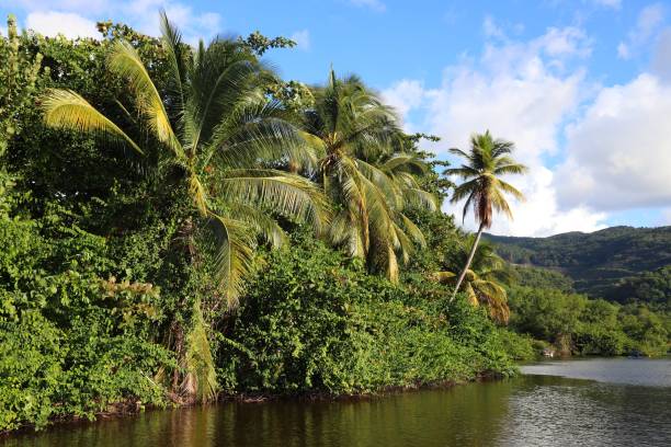 istock Guadeloupe jungle landscape 1314739341