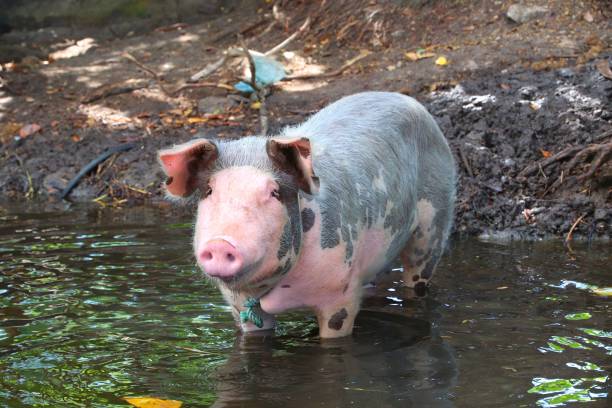 istock Happy pig in the mud 1314739389