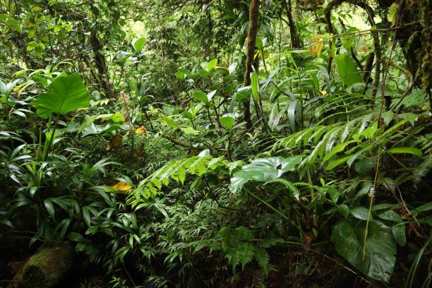 istock Rainforest of Guadeloupe 1314739404
