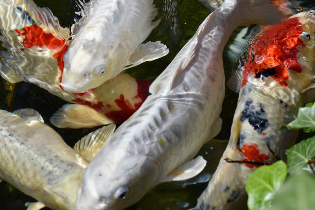 istock common carp in the lake 1314739698