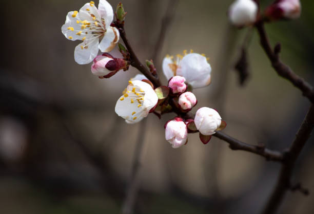 istock Spring flowers on blooming apricot tree branch. Apricot tree in bloom against blue sky. Spring flower season 1314740739
