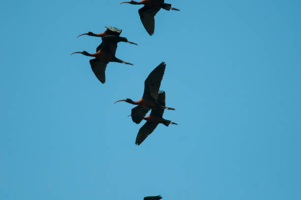 istock Glossy Ibis flock flying across blue sky 1314741324