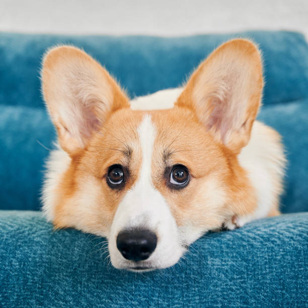 istock Corgi dog is lying on blue sofa. 1314741337