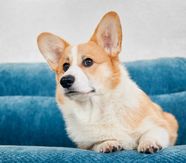 istock Adorable Corgi dog lying on blue couch. 1314741344