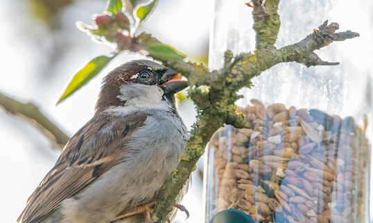Male House Sparrow perching on a feeding bowl isolated on leafy green background