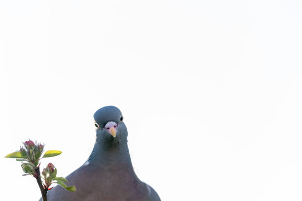 Wood pigeon profile set against a white sky while perched in and apple tree.
