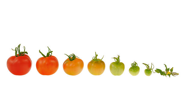 進化のレッドトマト白背景 - evolution progress unripe tomato ストックフォトと画像