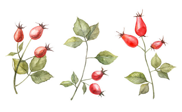 satz von hand bemalt aquarell rose hüfte. wilde beeren botanische illustration - hagebutte stock-grafiken, -clipart, -cartoons und -symbole