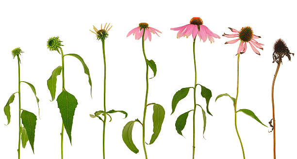 evolución de echinacea purpurea flor, aislado sobre fondo blanco - withered flower fotografías e imágenes de stock