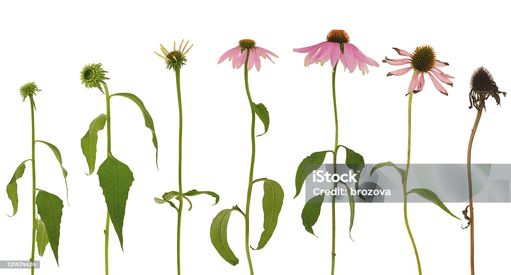 Évolution d'Echinacea purpurea fleur isolé sur fond blanc - Photo de Fleur - Flore libre de droits