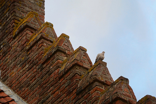Eurasian collared dove resting on top of a crow-stepped gable.