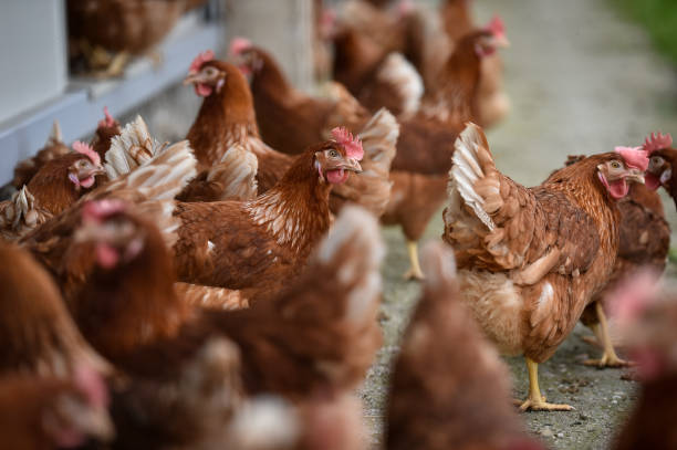 istock Chickens farmed for eggs are seen on a meadow inside a livestock farm. 1314746064