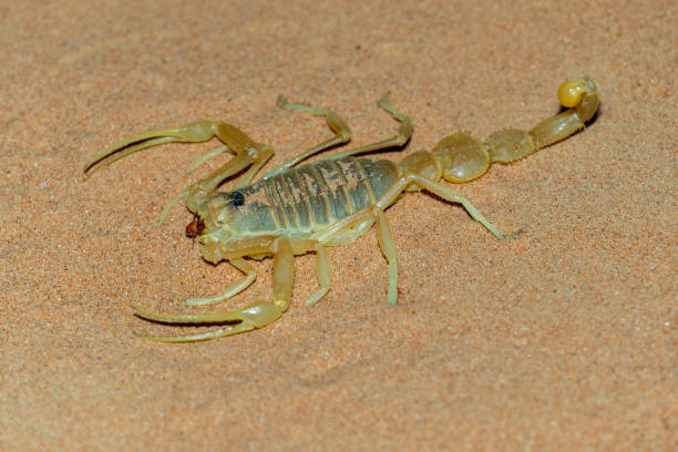 istock Shield Tailed Scorpion (Apistobuthus pterygocercus) in the middle east on the sand at night. (side view) 1314746368