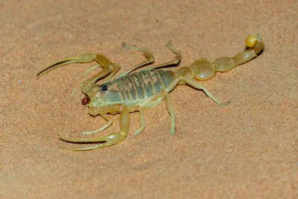 Photo of Shield Tailed Scorpion (Apistobuthus pterygocercus) in the middle east on the sand at night. (side view)