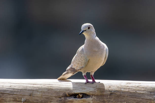 istock Eurasian Collared Dove (Streptopelia decaocto) perched on a branch in teh sunshine. 1314746381