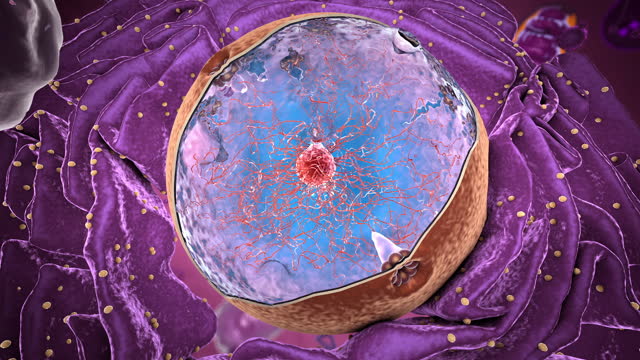 Organelles inside Eukaryote, focus on nucleus - 3d illustration