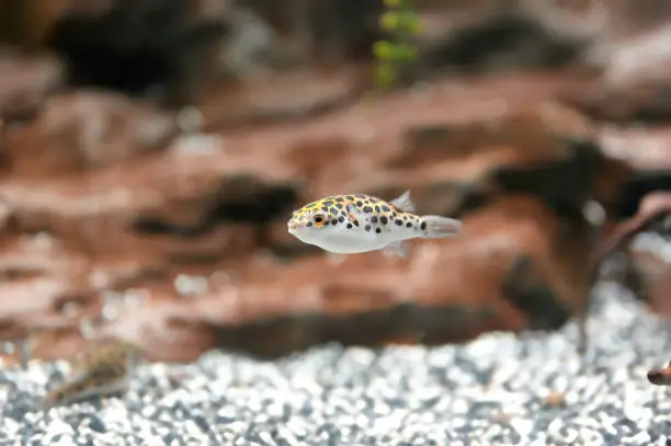 Spotted green pufferfish, Dichotomyctere nigroviridis, a fish in the tetraodontid family, one of the few species of freshwater pufferfish