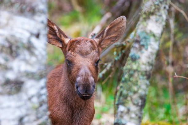 European Moose, Alces alces, also known as the elk. Wild life animal.