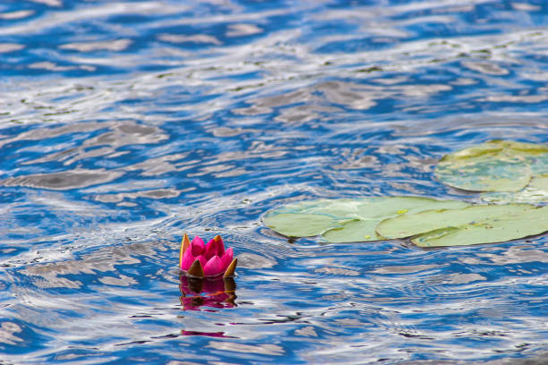 istock Flowering red water lily in a lake 1314748346