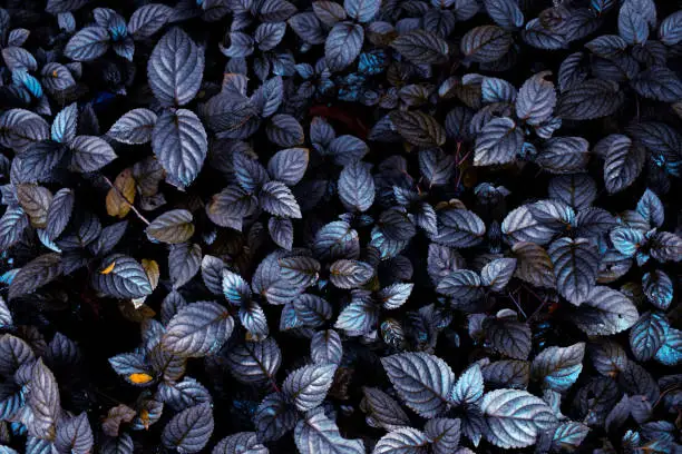 Photo of Green leaves in dark theme with yellow flowers make a beautiful background