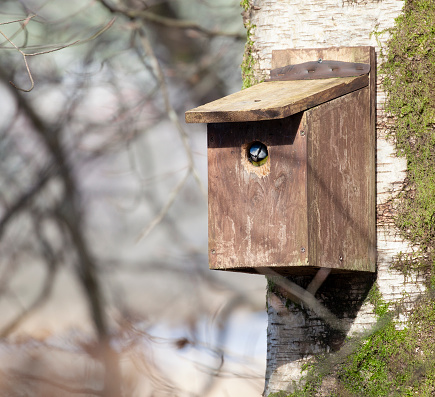 A Eurasian Blue Tit, Cyanistes caeruleus, fka Parus caeruleus, looking out of the entrance hole of a nextbox