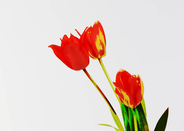 istock Red and yellow tulips in a graphic effect with white background 1314751712