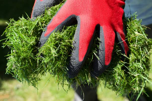 istock Gardener holding a grass clippings 1314752746