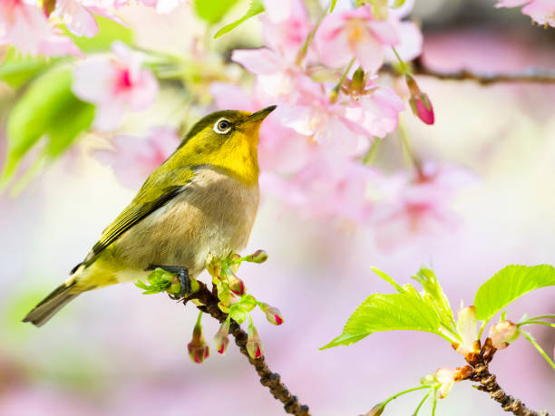istock japanese white-eye and cherry blossom 1314753035