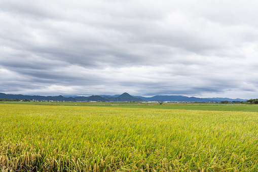 Holizon over rice fields