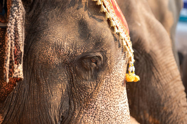 istock Close up eye of Asian Elephant. 1314754336