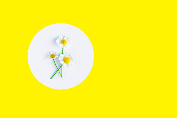 White daisy chamomile flower against white background. Creative still life summer, spring concept. Greeting card in flat lay style. Copy space. \