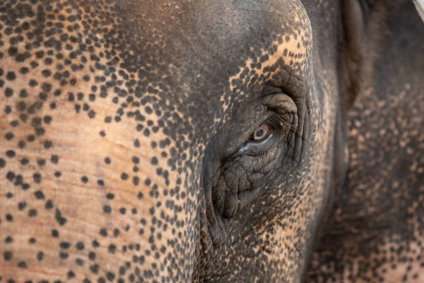 istock Close up eye of Asian Elephant. 1314754599