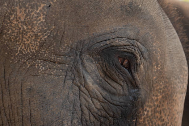 istock Close up eye of Asian Elephant. 1314755627