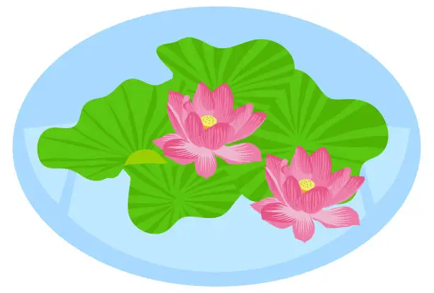 Vector illustration of Lotus flower floating in the pond.