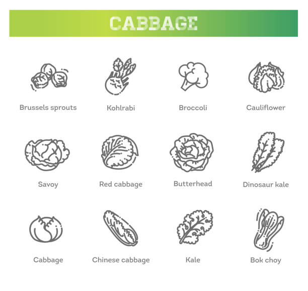 20 Purple Cabbage Growing Stock Illustrations Royalty Free Vector 20 Purple Cabbage Growing Stock Illustrations Royalty Free Vector