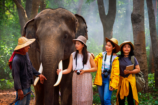 Tourists walk to explore the forest together with elephants and mahouts. Tourism asian women holding camera in elephant village Surin, Thailand.