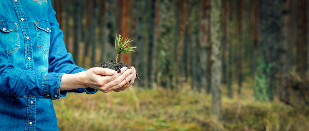 plantación de un bosque y concepto de reforestación - manos sosteniendo la plándalo de pino. espacio de copia de banner photo