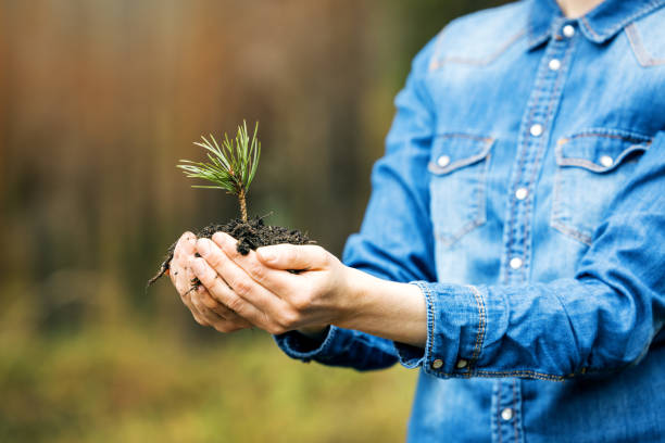 istock plant a forest and forestry concept - hands holding pine tree seedling. renewable resource 1314756211