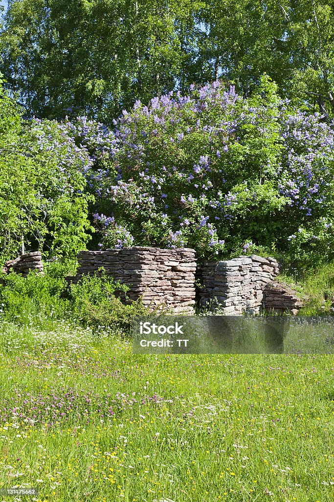 Summer meadow Summer meadow with blooming Common Lilac and a old ruin Agricultural Field Stock Photo