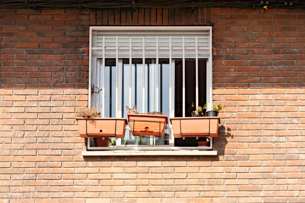 istock A cat inside a flowerpot is sunbathing outside a window 1314757144