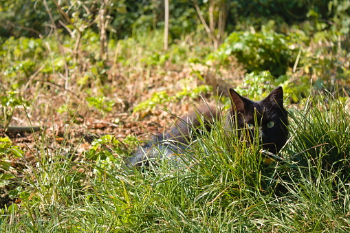 a black stray cat at Coreopsis lanceolata field at the park