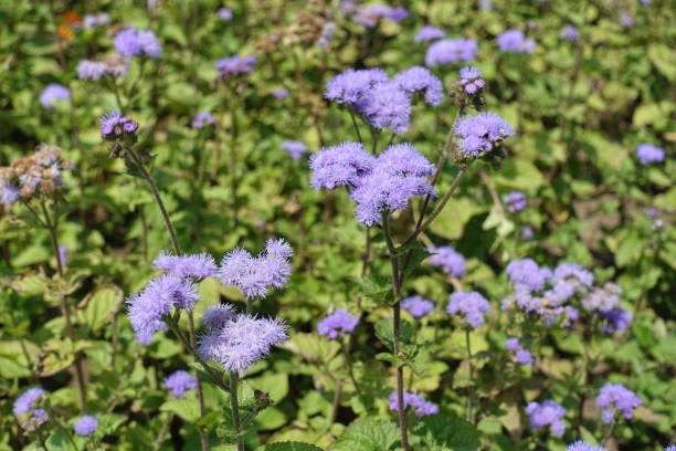 kwitnąca lawenda kolor ageratum houstonianum w połowie lipca - whiteweed zdjęcia i obrazy z banku zdjęć