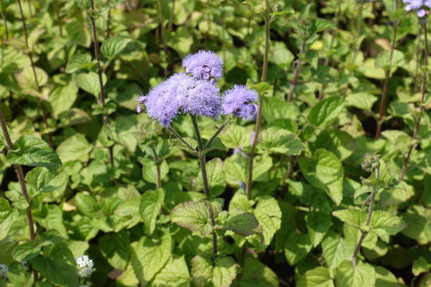 não totalmente abertas flores coloridas de lavanda de ageratum houstonianum em meados de julho - whiteweed - fotografias e filmes do acervo