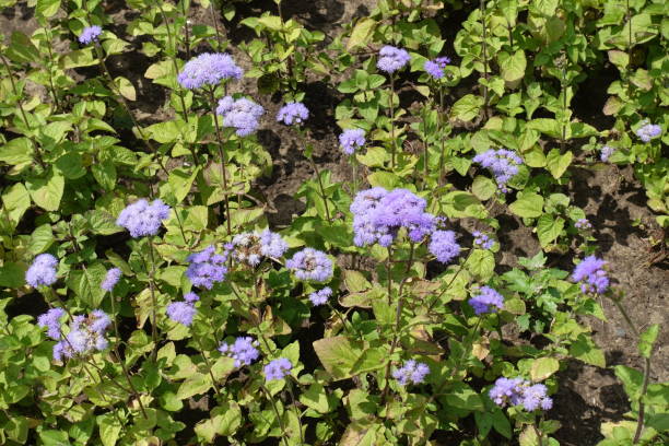 trochę lawendy kolorowe kwiaty ageratum houstonianum w lipcu - whiteweed zdjęcia i obrazy z banku zdjęć